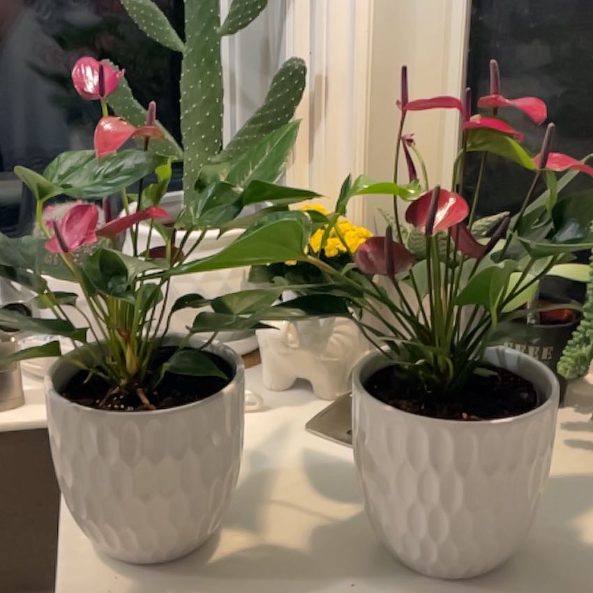 Photo of the plant species Anthurium Purple by @SavoryPinklaui named Thelma and Louise on Greg, the plant care app