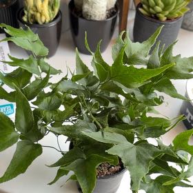 Photo of the plant species House Holly-Fern by @SavoryPinklaui named Naomi on Greg, the plant care app