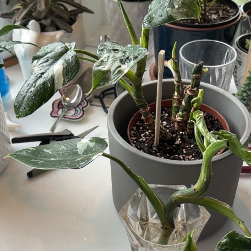 Photo of the plant species Philodendron White Wizard by @SavoryPinklaui named Gandalf on Greg, the plant care app
