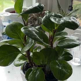 Photo of the plant species Lemon Lime Peperomia by @SavoryPinklaui named Aelia on Greg, the plant care app
