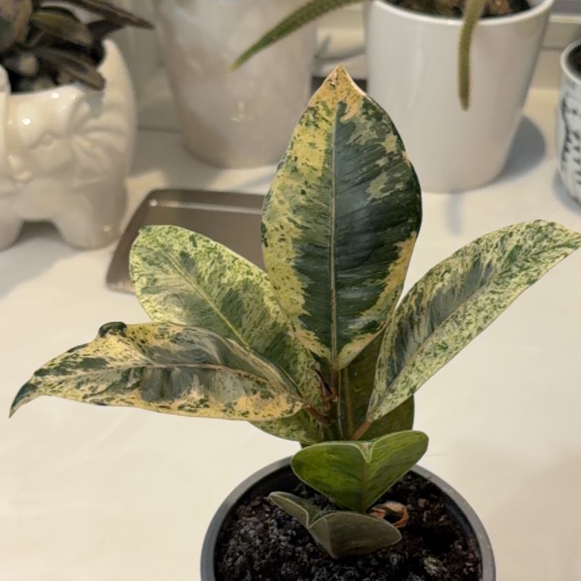 Photo of the plant species Ficus Moonshine by @SavoryPinklaui named Bieber on Greg, the plant care app