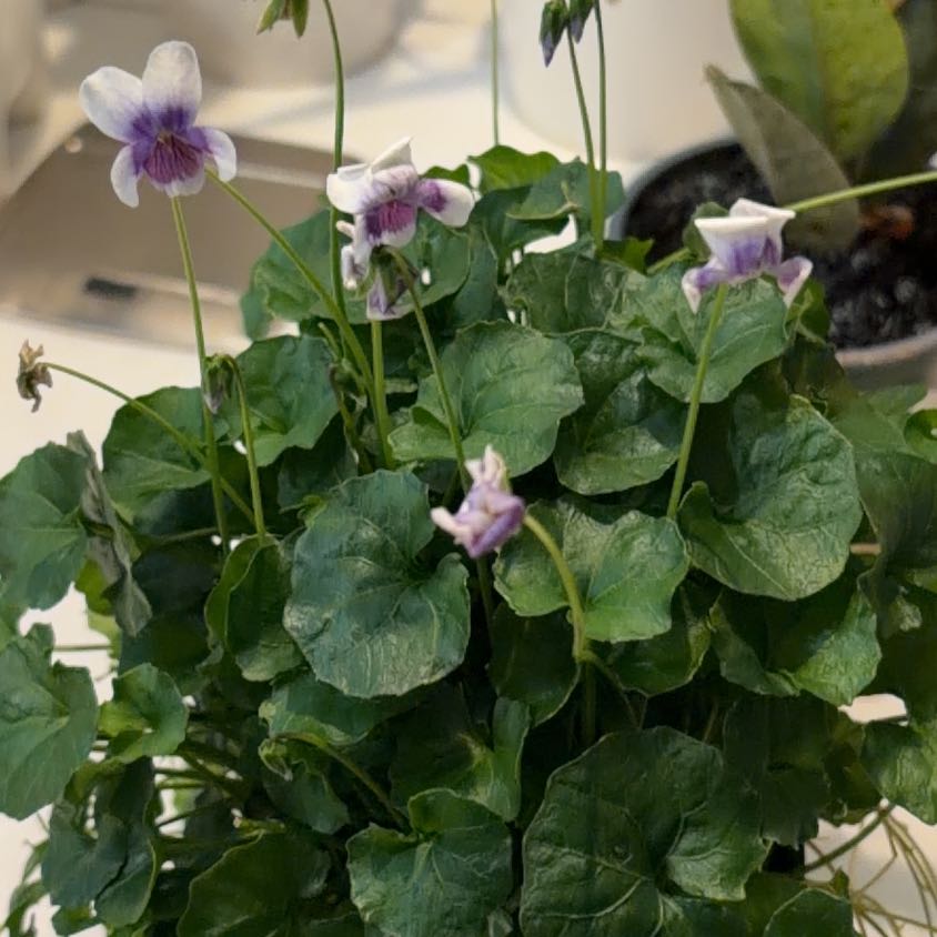 Photo of the plant species Australian Violet by @SavoryPinklaui named Austen on Greg, the plant care app