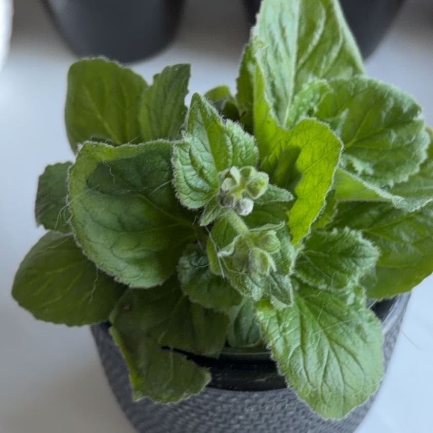 Photo of the plant species Gray Calceolaria by @SavoryPinklaui named Tupot amaroot on Greg, the plant care app