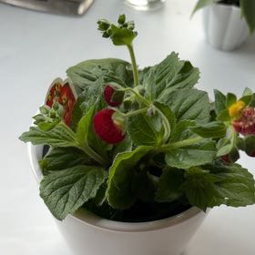 Photo of the plant species Gray Calceolaria by @SavoryPinklaui named Kobe on Greg, the plant care app