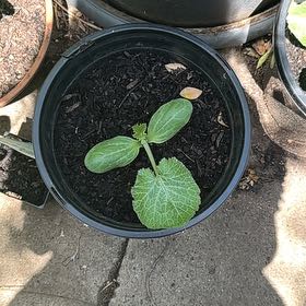 Photo of the plant species Zucchini 'Black Jack' by @CivilAjwain13 named Apollo on Greg, the plant care app