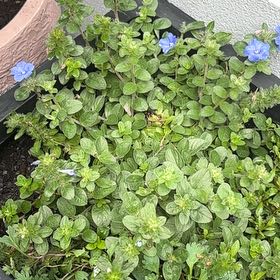 Photo of the plant species African Bindweed by @ProudSiamsilver named Duke on Greg, the plant care app