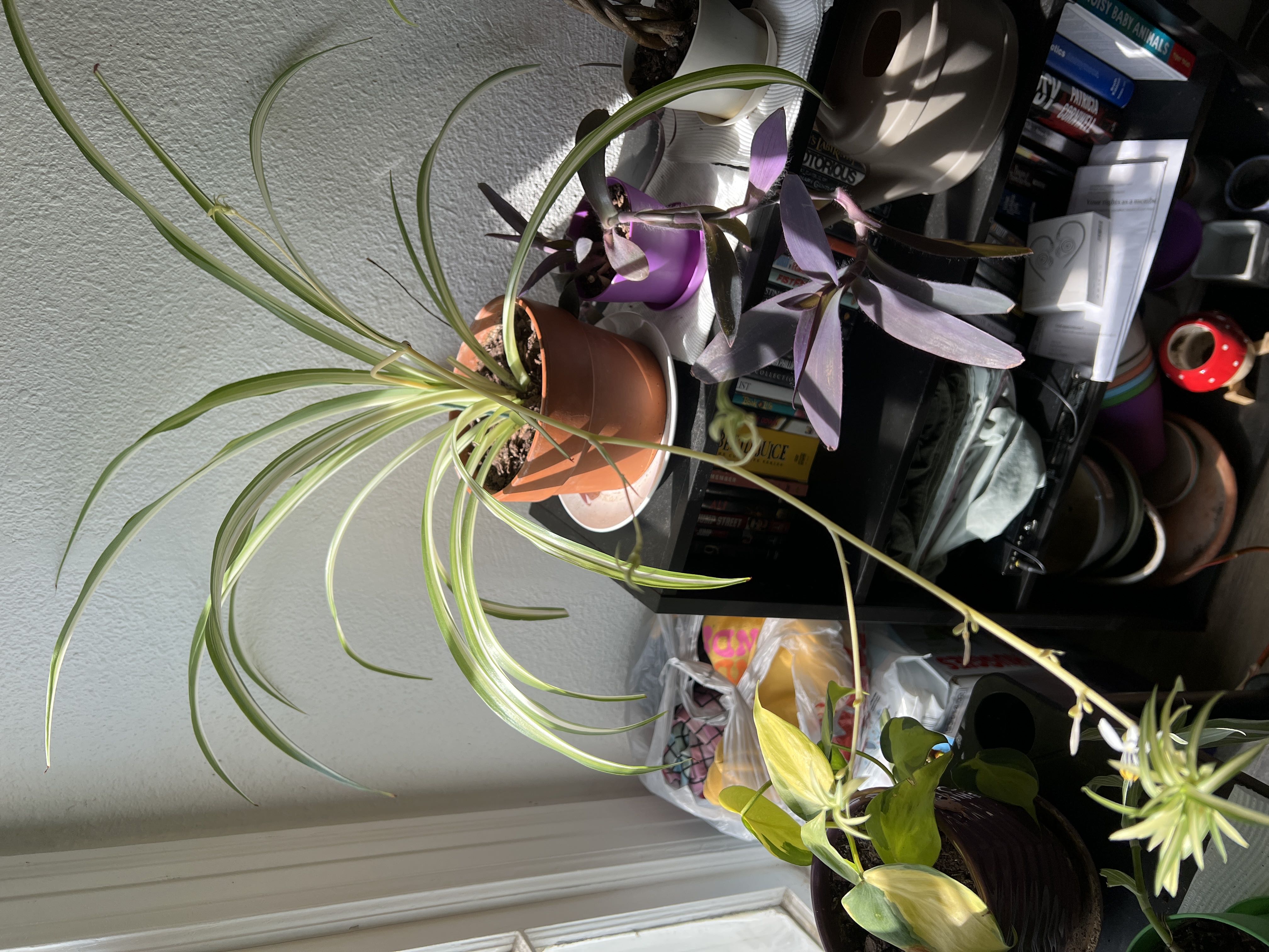 Photo from the post