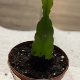 Photo of the plant species Ric Rac Cactus by @BraveRanunculus named Maya on Greg, the plant care app