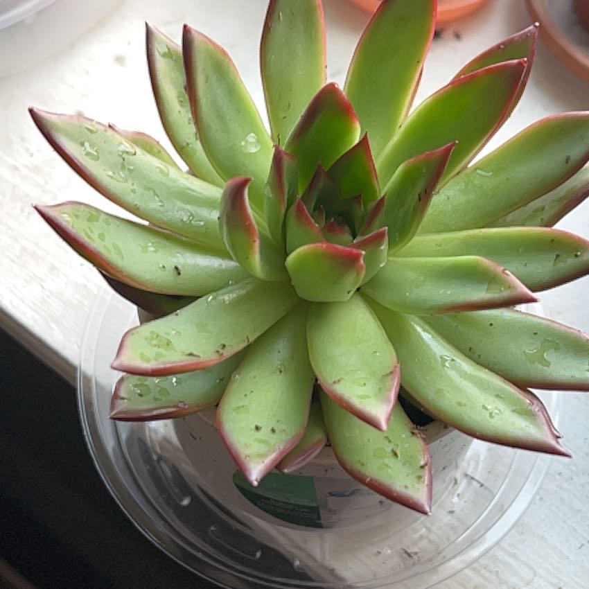 Photo of the plant species Echeveria 'Red Edge' by @BraveRanunculus named Madonna on Greg, the plant care app