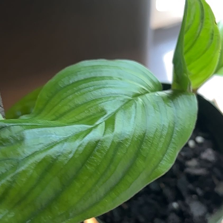 Photo of the plant species White Batflower by @ValidReddahlias named Bigleef Smalls on Greg, the plant care app