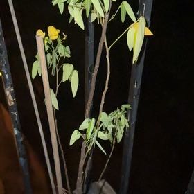 Photo of the plant species Argentine Senna by @VocalTreemallow named Senna on Greg, the plant care app