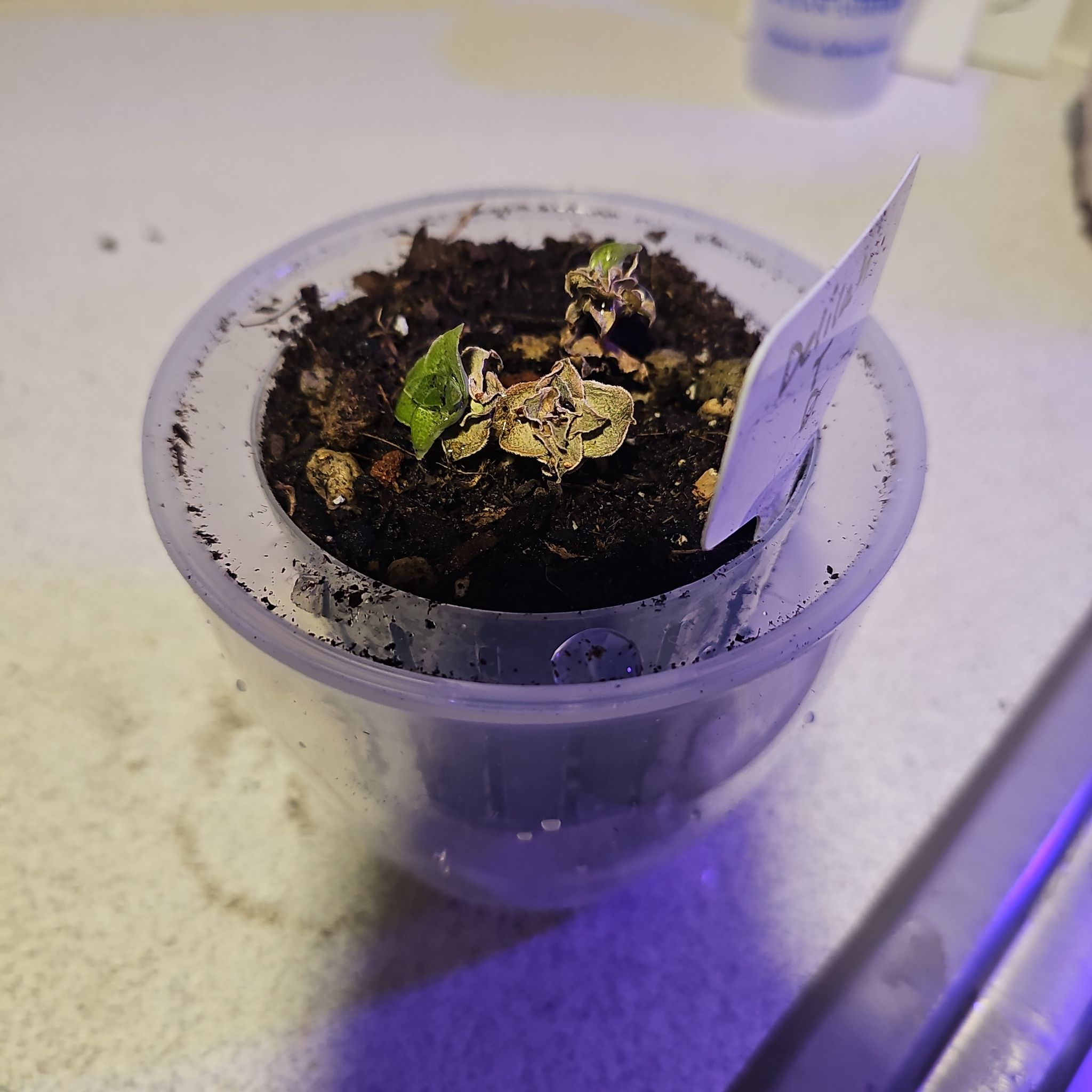 Photo of the plant species Peperomia axillaris by @SpicyPinklaui17 named Fernie Mac on Greg, the plant care app