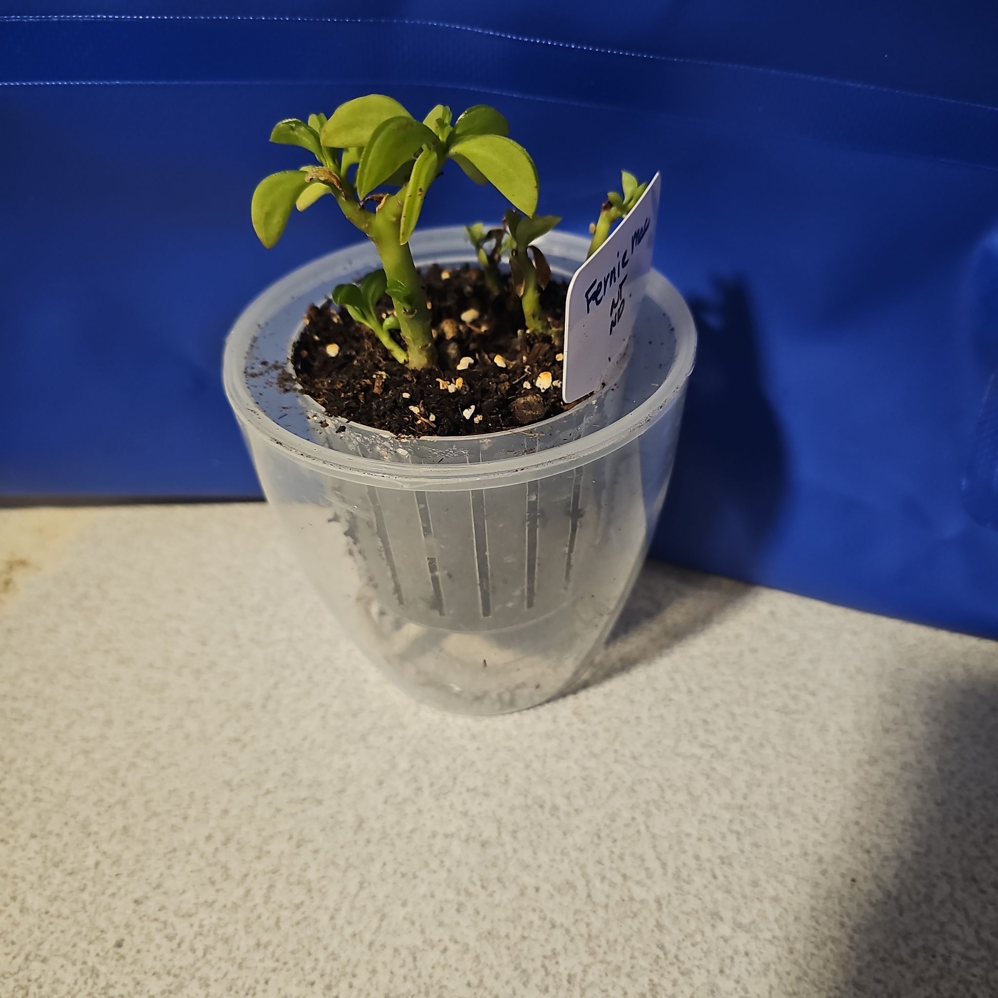 Photo of the plant species Taco Plant by @SpicyPinklaui17 named Fernie Mac on Greg, the plant care app