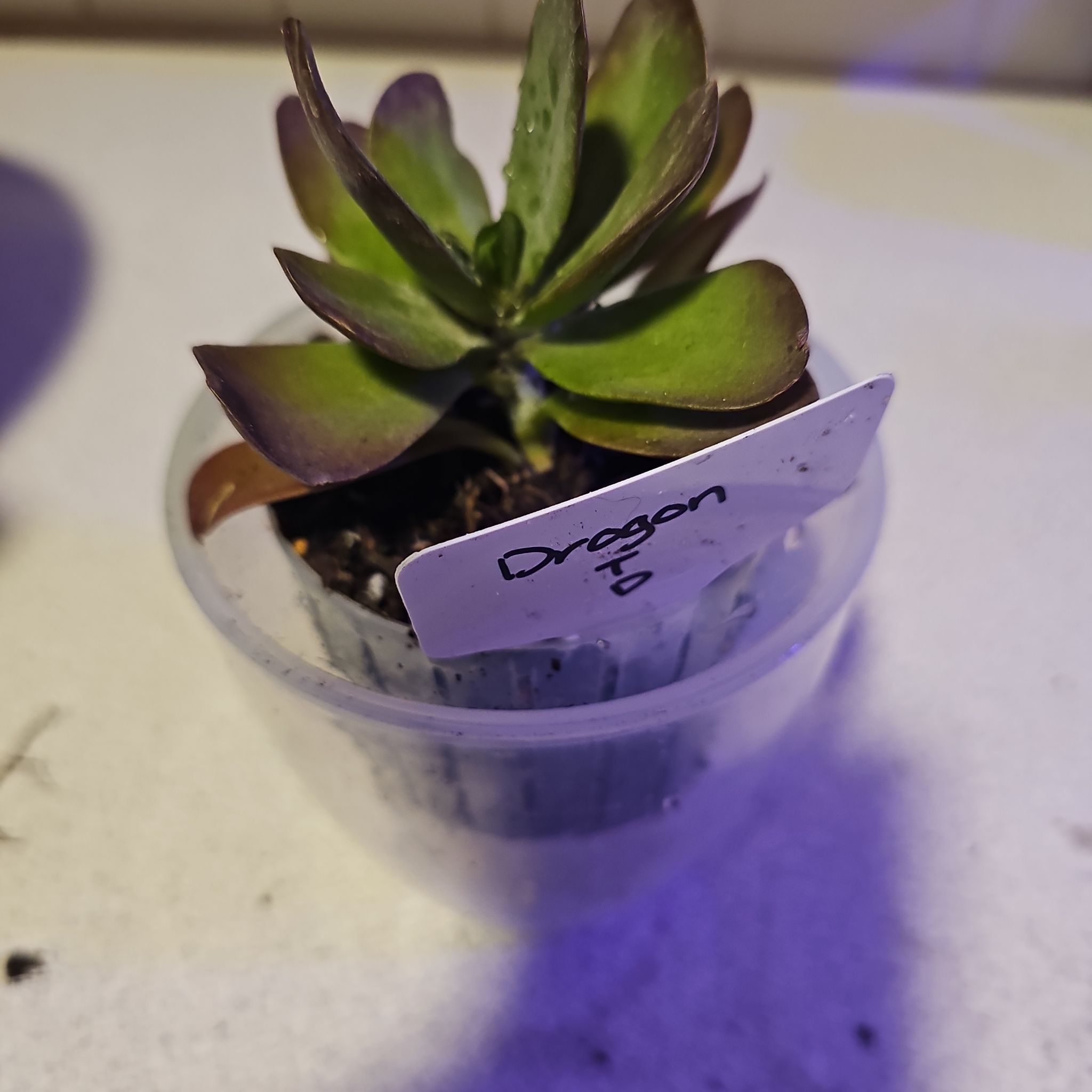 Photo of the plant species Kalanchoe 'Little Dragon' by @SpicyPinklaui17 named Drogon on Greg, the plant care app
