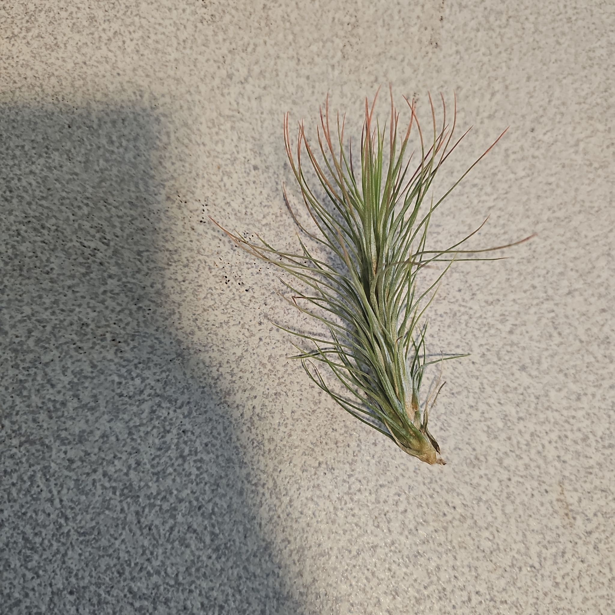 Photo of the plant species Tillandsia juncifolia 'Red Hybrid' by @SpicyPinklaui17 named Ronaldo on Greg, the plant care app