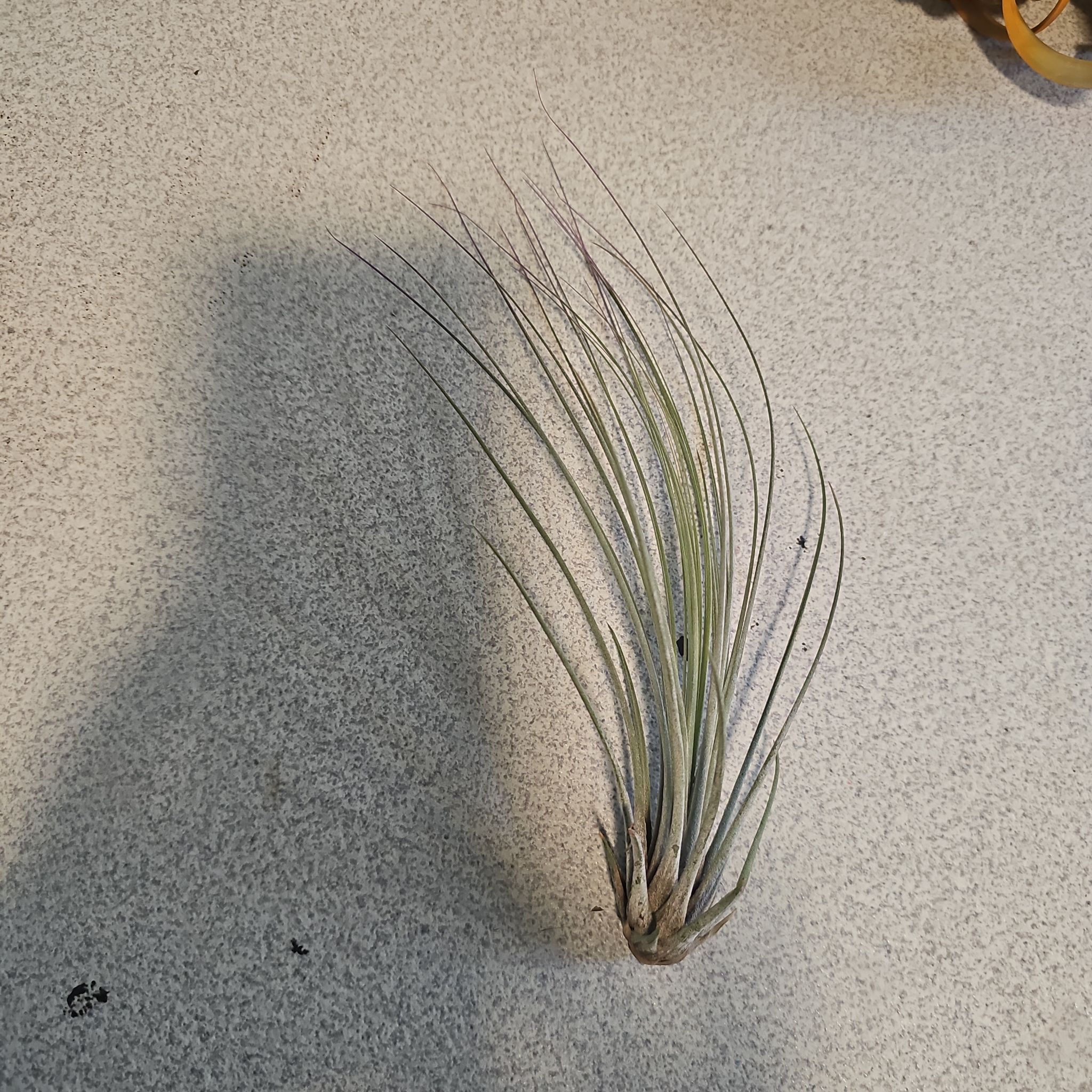 Photo of the plant species Juncifolia Air Plant by @SpicyPinklaui17 named Kobe on Greg, the plant care app