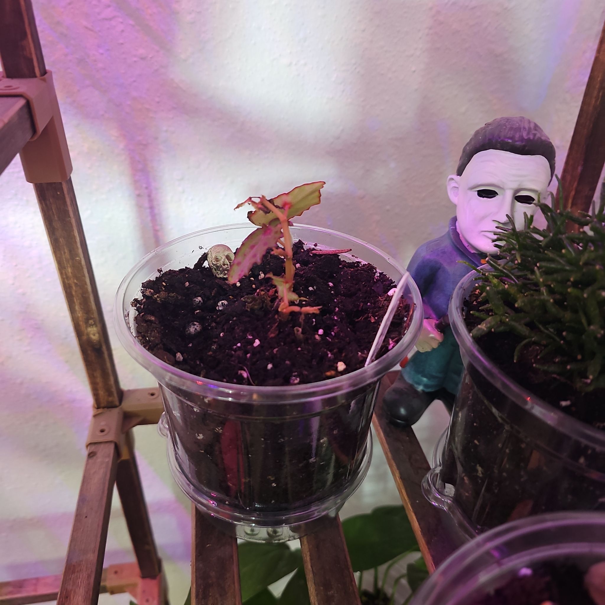 Photo of the plant species Begonia amphioxus by @SpicyPinklaui17 named Muhammad Ali on Greg, the plant care app