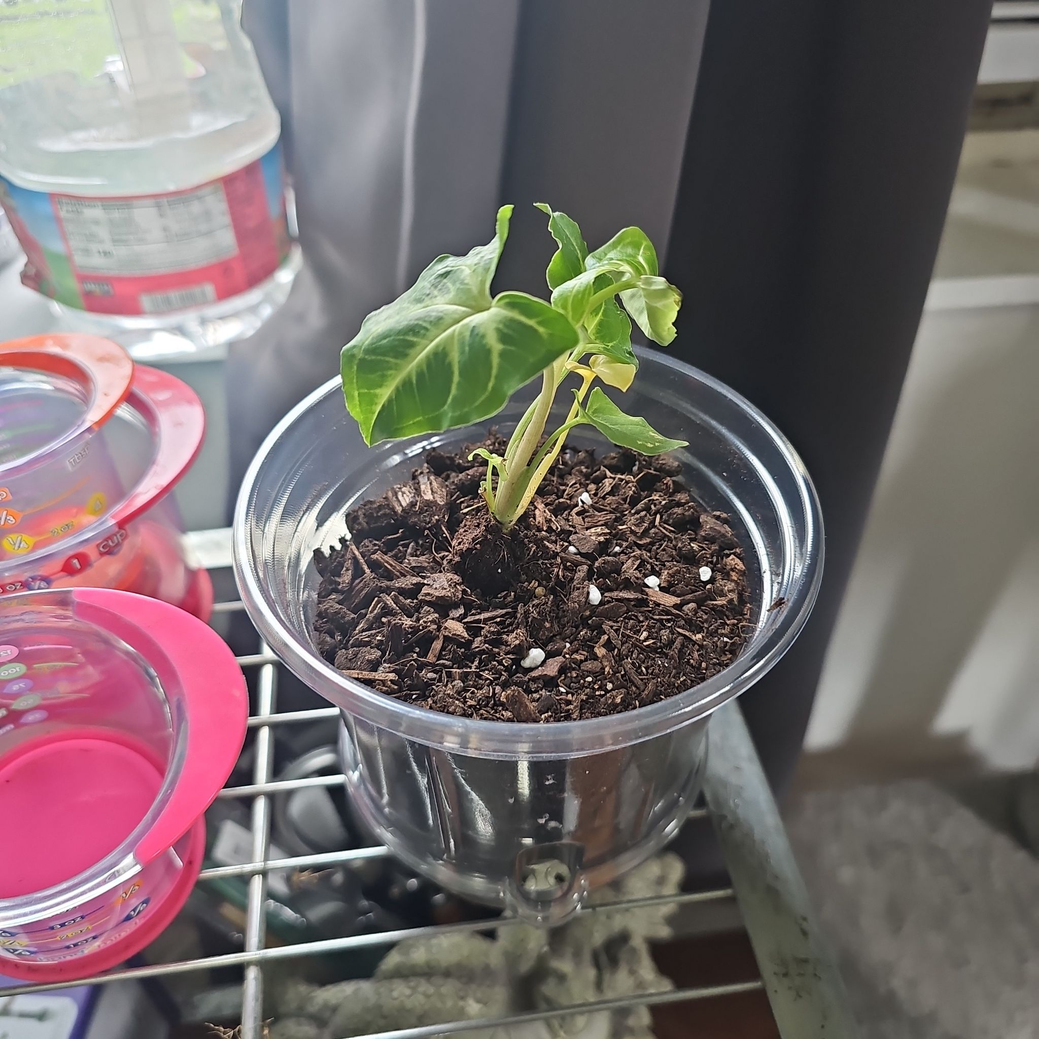 Photo of the plant species Syngonium by @SpicyPinklaui17 named Clooney on Greg, the plant care app