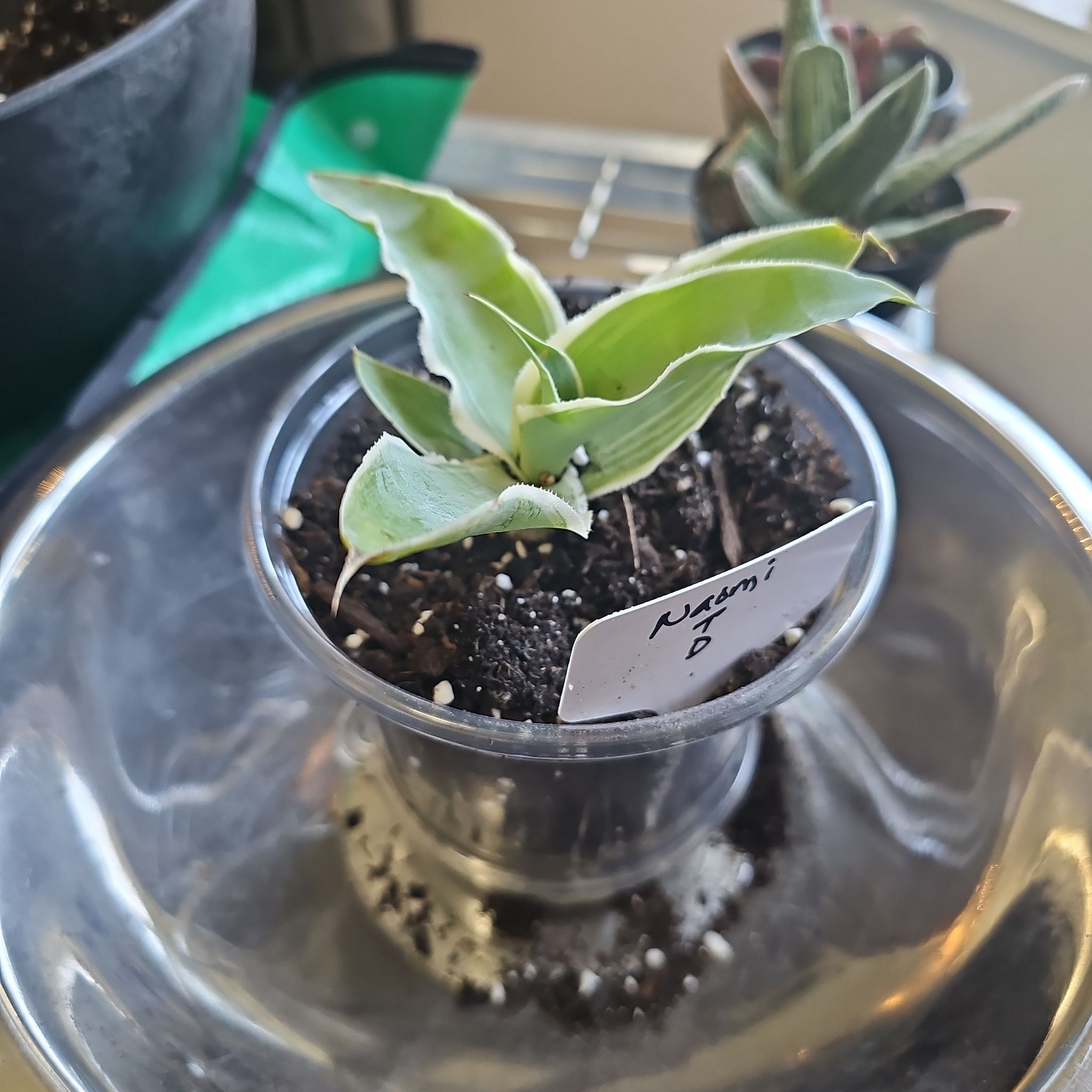 Photo of the plant species Marbled Agave by @SpicyPinklaui17 named Naomi on Greg, the plant care app