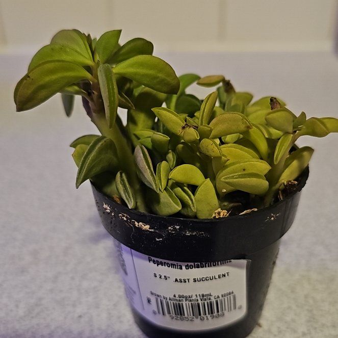 Photo of the plant species Peperomia axillaris by @SpicyPinklaui17 named Fernie Mac on Greg, the plant care app