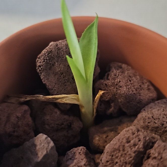 Photo of the plant species False Aloe by @SpicyPinklaui17 named Keanu Leaves on Greg, the plant care app