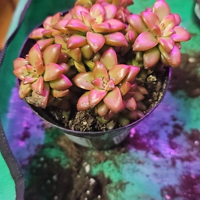 Photo of the plant species Sedum Shooting Star by @SpicyPinklaui17 named Star on Greg, the plant care app
