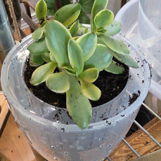 Photo of the plant species 'Lemon & Lime' Jade Plant by @SpicyPinklaui17 named Mochi on Greg, the plant care app