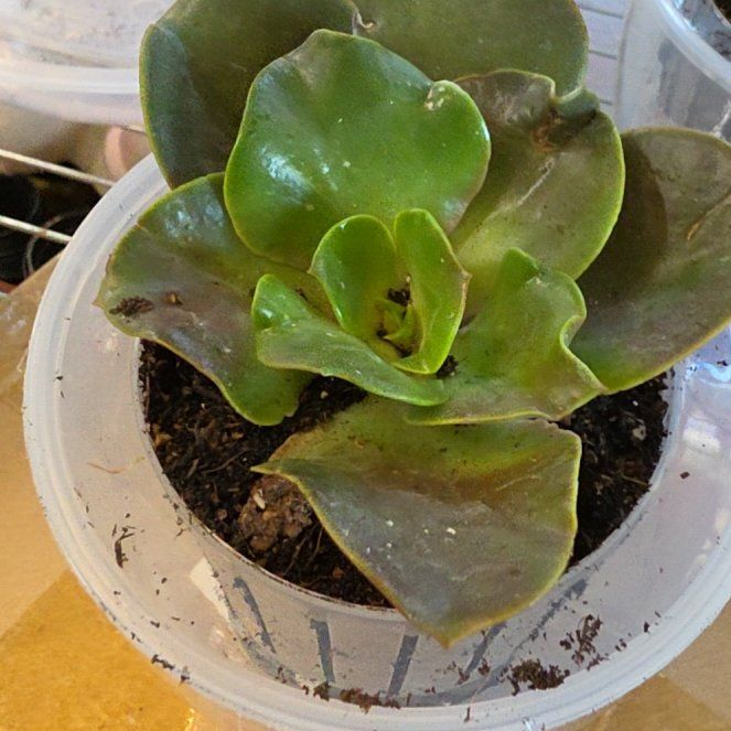 Photo of the plant species Kalanchoe 'Dragonfire' by @SpicyPinklaui17 named Kalan on Greg, the plant care app
