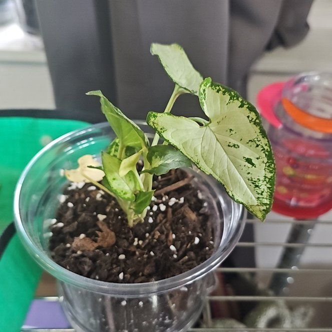 Photo of the plant species Syngonium 'Holly M' by @SpicyPinklaui17 named Holly on Greg, the plant care app