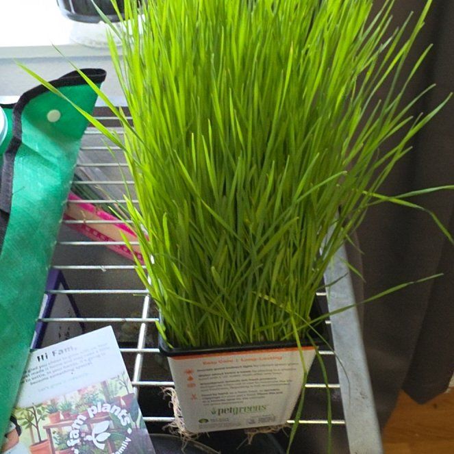 Photo of the plant species Crested Wheatgrass by @SpicyPinklaui17 named Coco on Greg, the plant care app