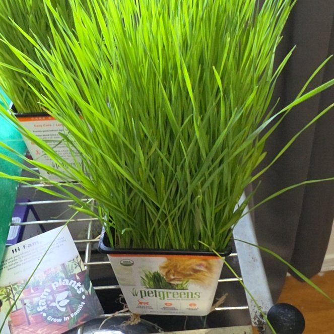 Photo of the plant species Crested Wheatgrass by @SpicyPinklaui17 named Oscar on Greg, the plant care app