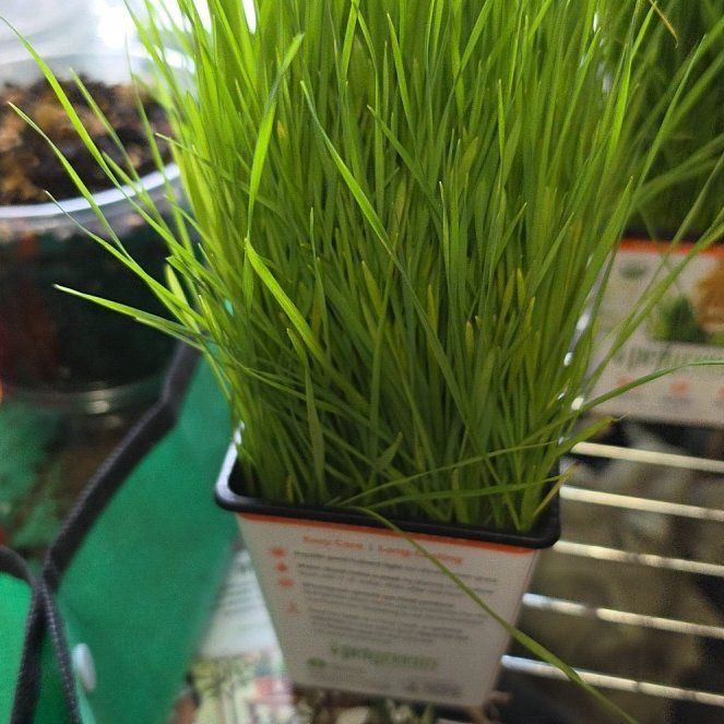 Photo of the plant species Crested Wheatgrass by @SpicyPinklaui17 named Kesha on Greg, the plant care app
