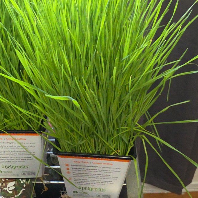 Photo of the plant species Crested Wheatgrass by @SpicyPinklaui17 named Planty on Greg, the plant care app