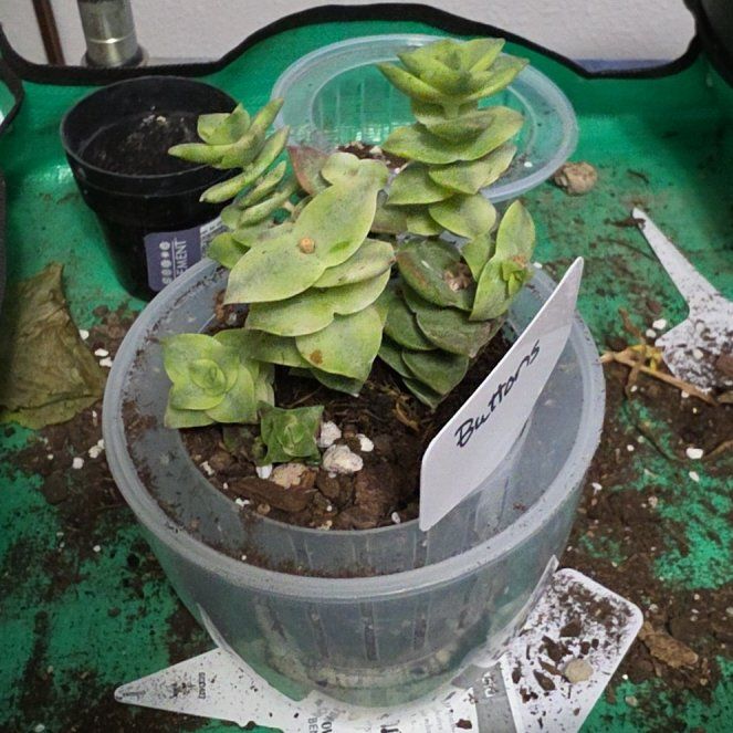 Photo of the plant species Ivory Towers Crassula by @SpicyPinklaui17 named Ivory on Greg, the plant care app