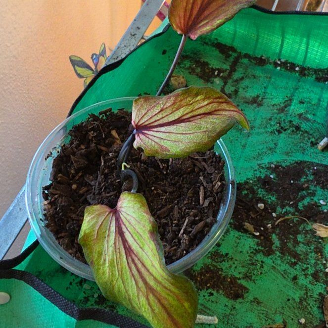 Photo of the plant species Caladium by @SpicyPinklaui17 named Dolores on Greg, the plant care app