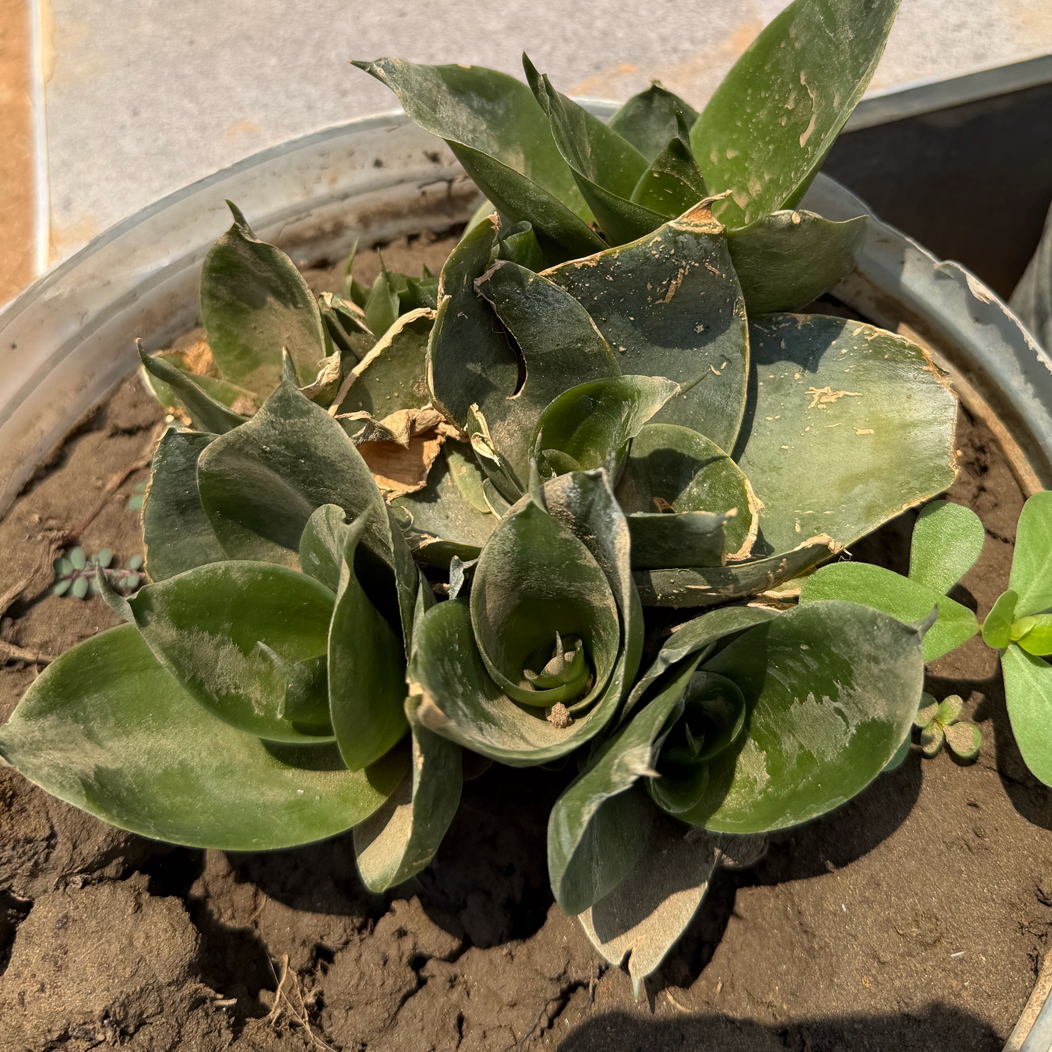 Photo of the plant species Lanceleaf Liveforever by @AstuteEarthball named Kesha on Greg, the plant care app