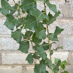 Photo of the plant species Black Poplar by @AstuteEarthball named Aristotle on Greg, the plant care app