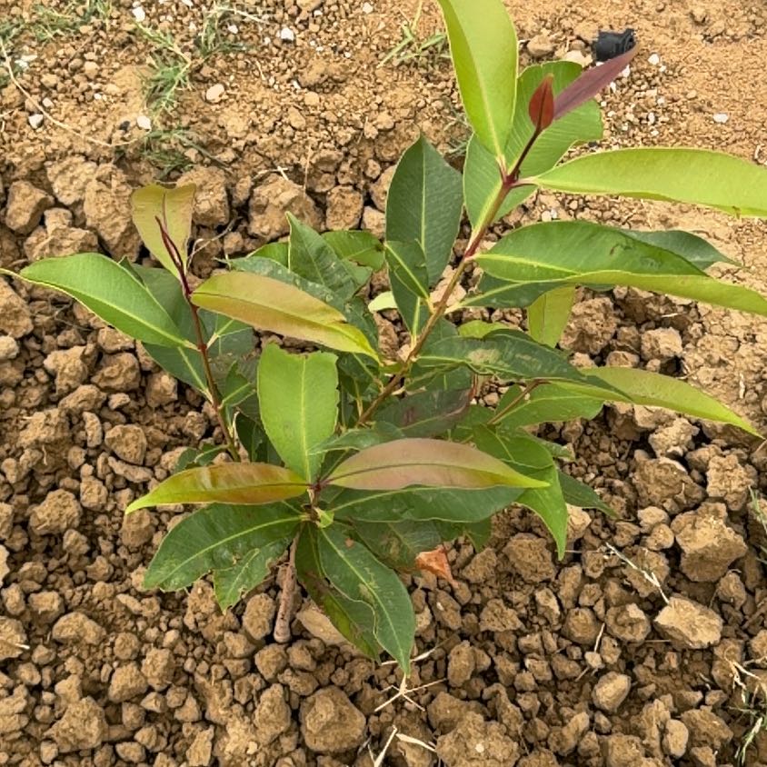 Photo of the plant species Malabar Plum by @AstuteEarthball named Tolkien on Greg, the plant care app