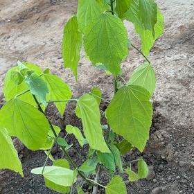 Photo of the plant species Wax Mallow by @AstuteEarthball named Drake on Greg, the plant care app