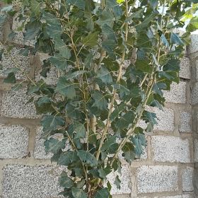 Photo of the plant species Black Poplar by @AstuteEarthball named Tree Diddy on Greg, the plant care app