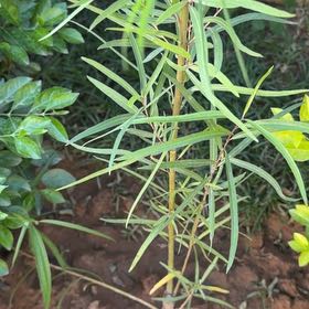 Photo of the plant species African Sumac by @AstuteEarthball named Spike Leaves on Greg, the plant care app