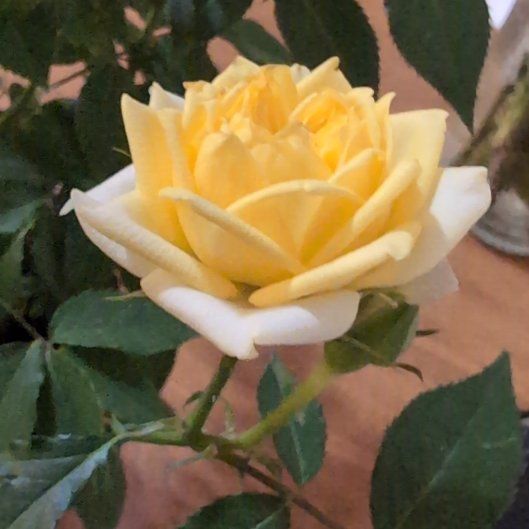 Photo of the plant species mini rose by @CrispPygmypoppy named Rose on Greg, the plant care app