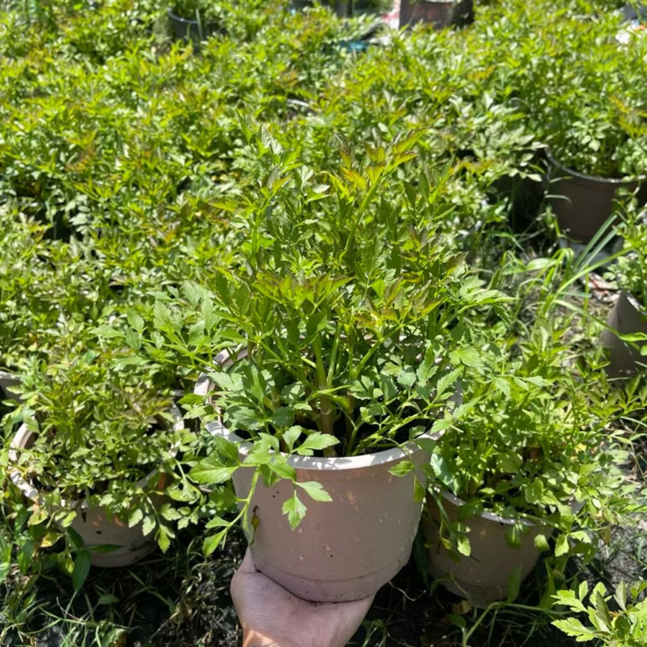 Photo of the plant species Purple-Leaf Water Celery by @baoogaoo named Cần Cần on Greg, the plant care app
