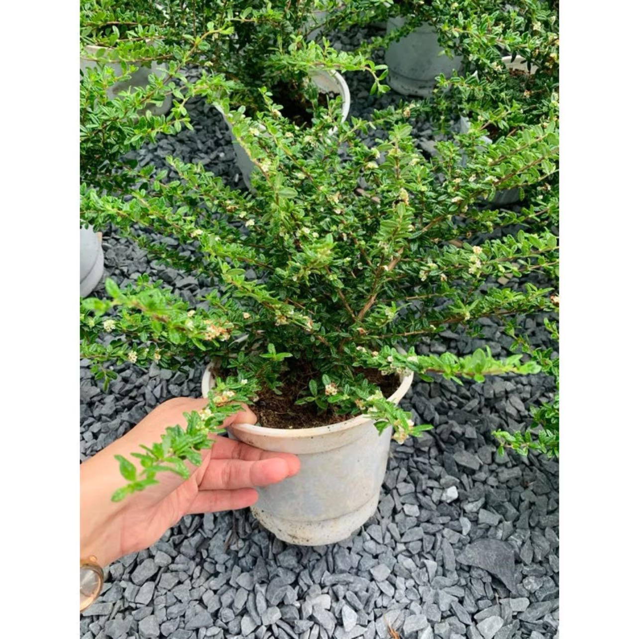 Photo of the plant species Moujean Tea by @baoogaoo named Hàm Hàm on Greg, the plant care app
