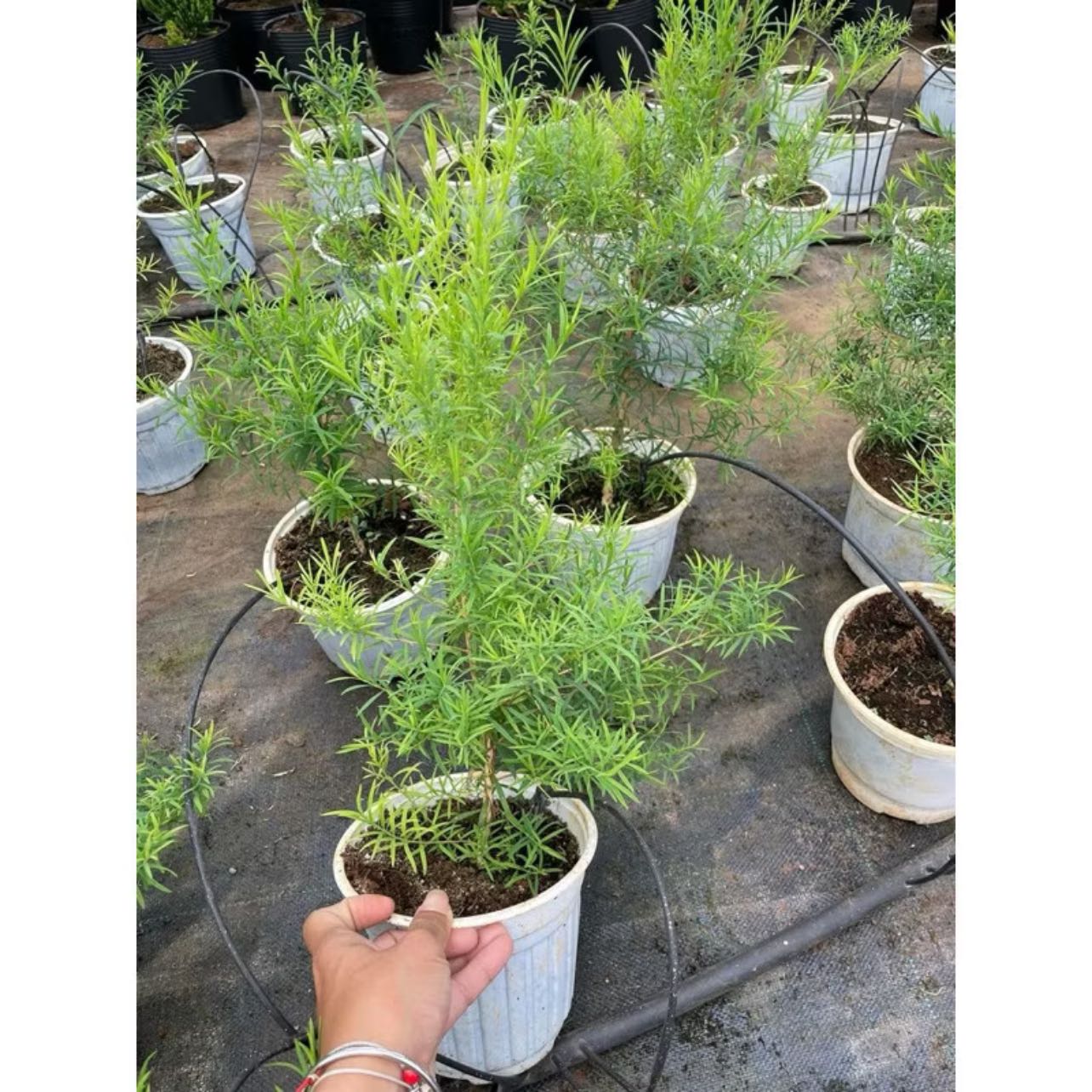 Photo of the plant species Tea tree by @baoogaoo named Úc Úc on Greg, the plant care app