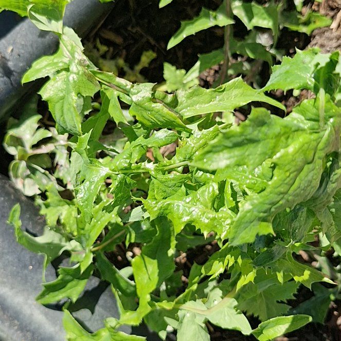 Photo of the plant species Epazote by @CuteTigerflower named Rainier on Greg, the plant care app
