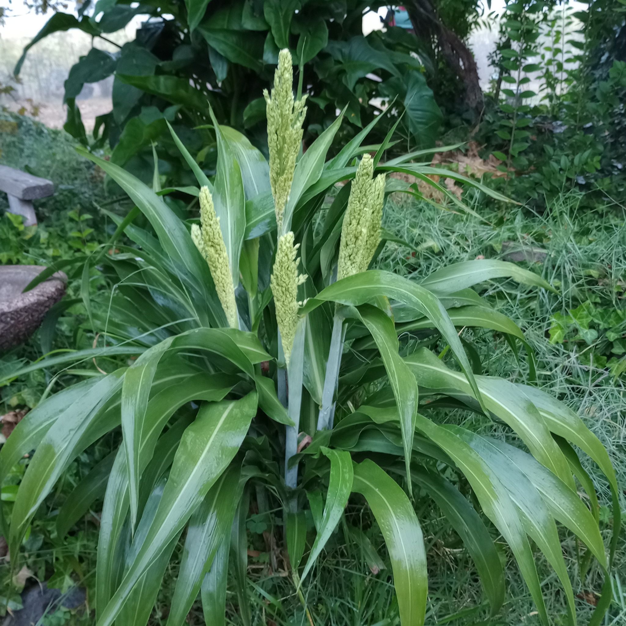 Photo of the plant species Wild Sorghum by @UrbaneBlue named Miley on Greg, the plant care app