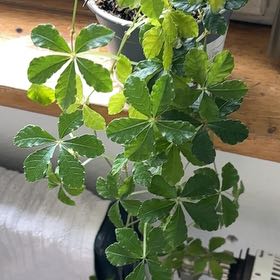 Photo of the plant species Cissus striata by @JazzyNectarine named Leonardo on Greg, the plant care app