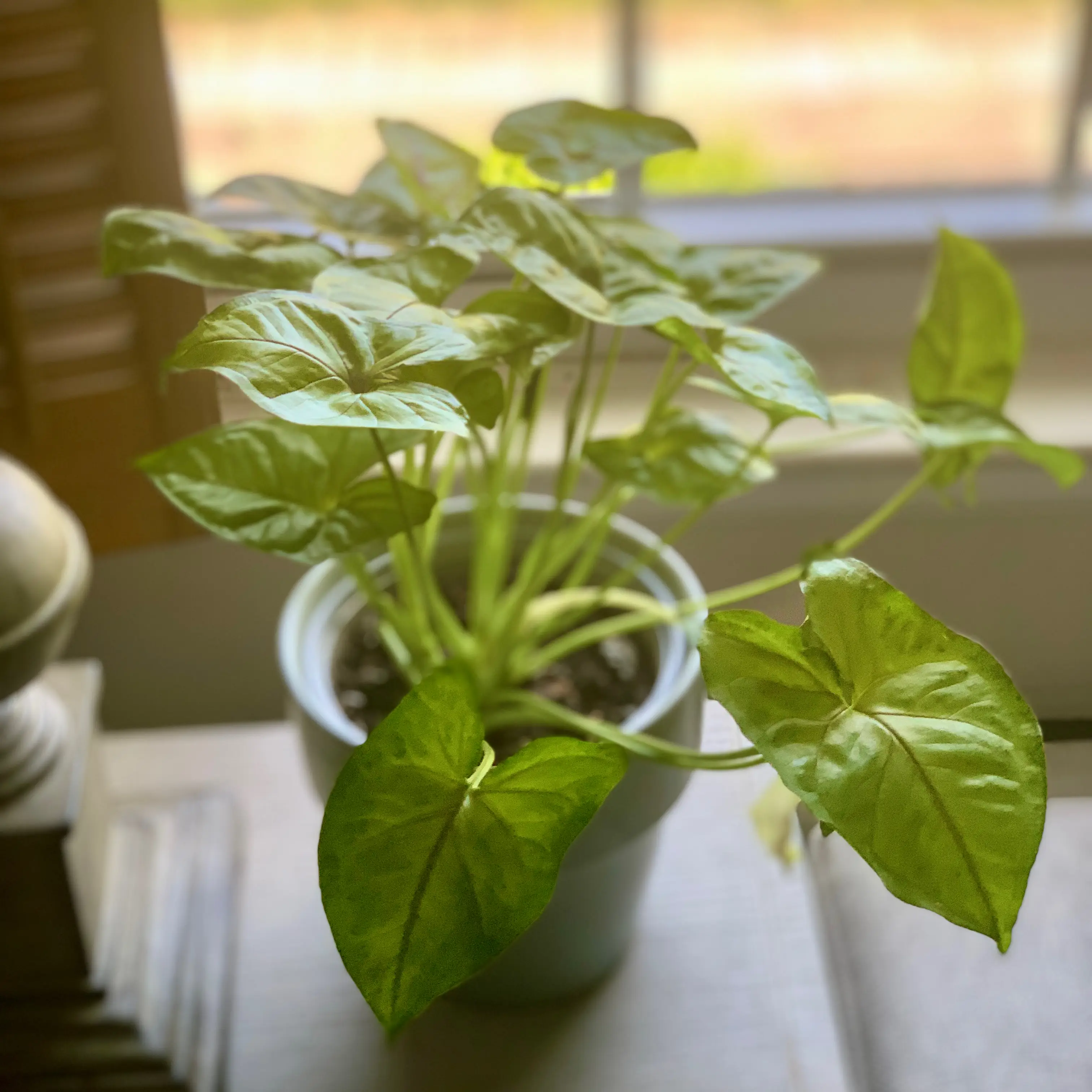 Photo of the plant species Syngonium 'Exotic Allusion' by @tequilabird named 🪴 on Greg, the plant care app