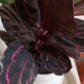 Photo of the plant species Black Calathea by @tequilabird named Sahara on Greg, the plant care app